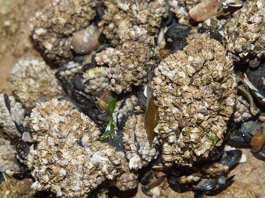 Invasive barnacle: Austrominius modestus