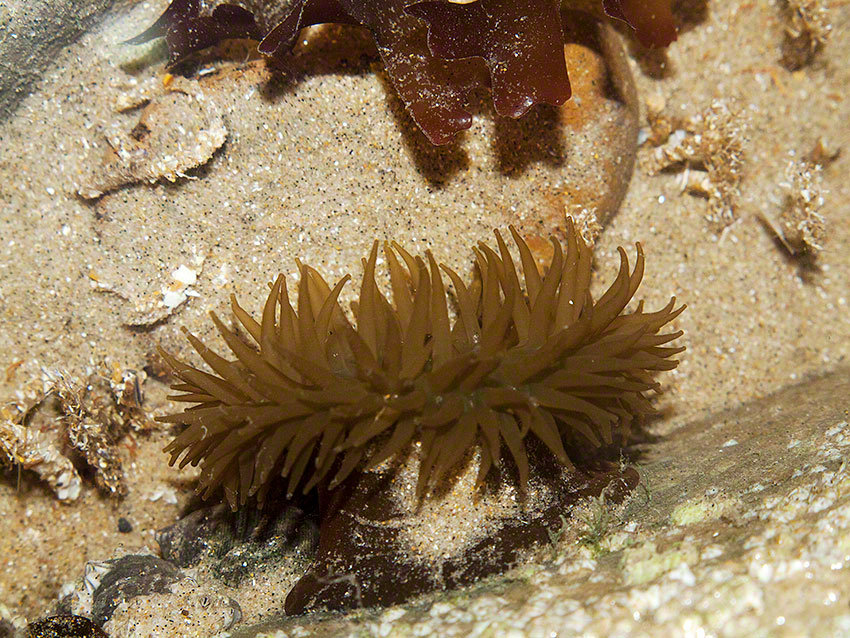 Beadlet anemone: Actinia equina