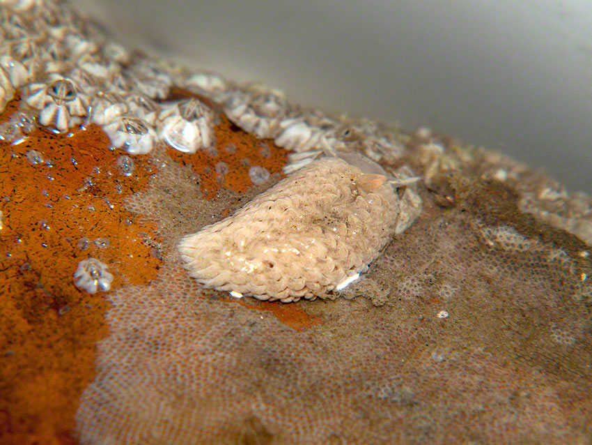 Common grey seaslug: Aeolidia papillosa