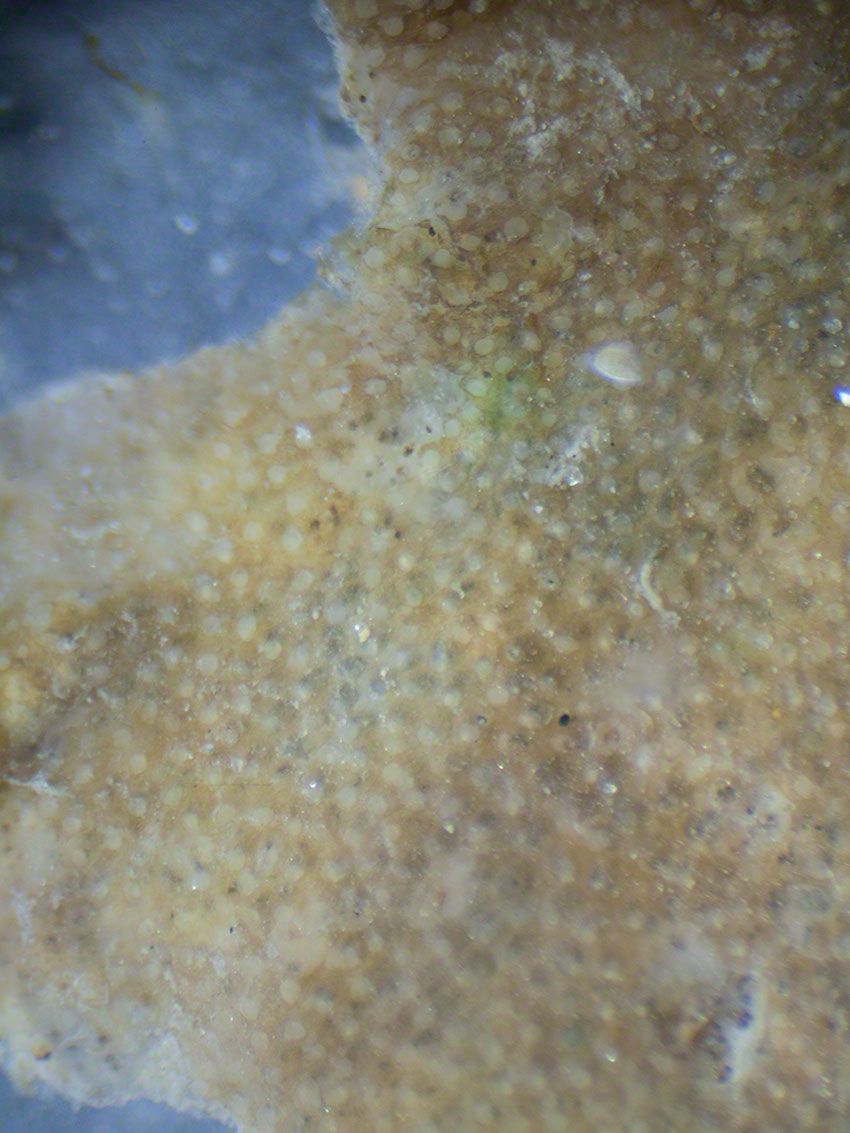 Seamat: Alcyonidium gelatinosum beneath a cobble