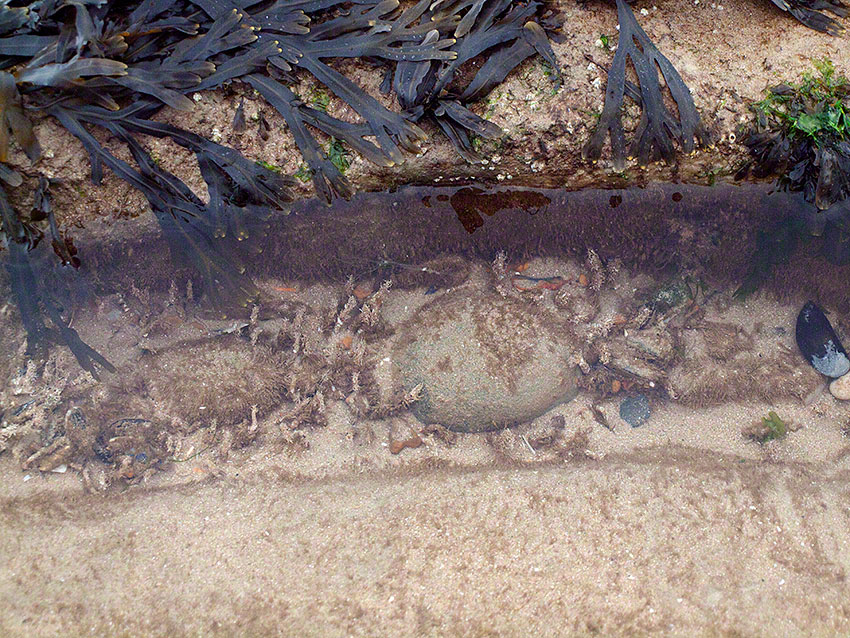 Tubes of sandmason worm, Lanice conchilega in sandy gulley