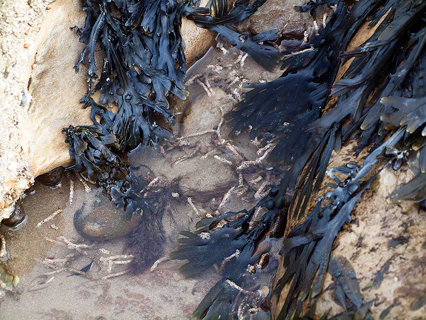 Tubes of sandmason worm, Lanice conchilega in sandy gulley