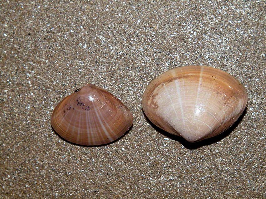 Ray trough shell: Mactra stultorum