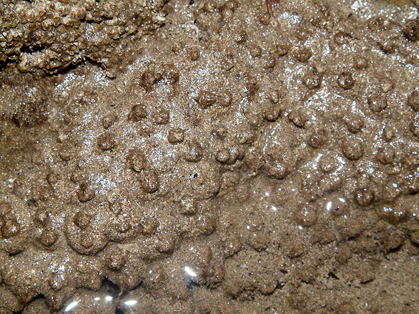 Seasquirt: Molgula manhatenensis on rock surface
