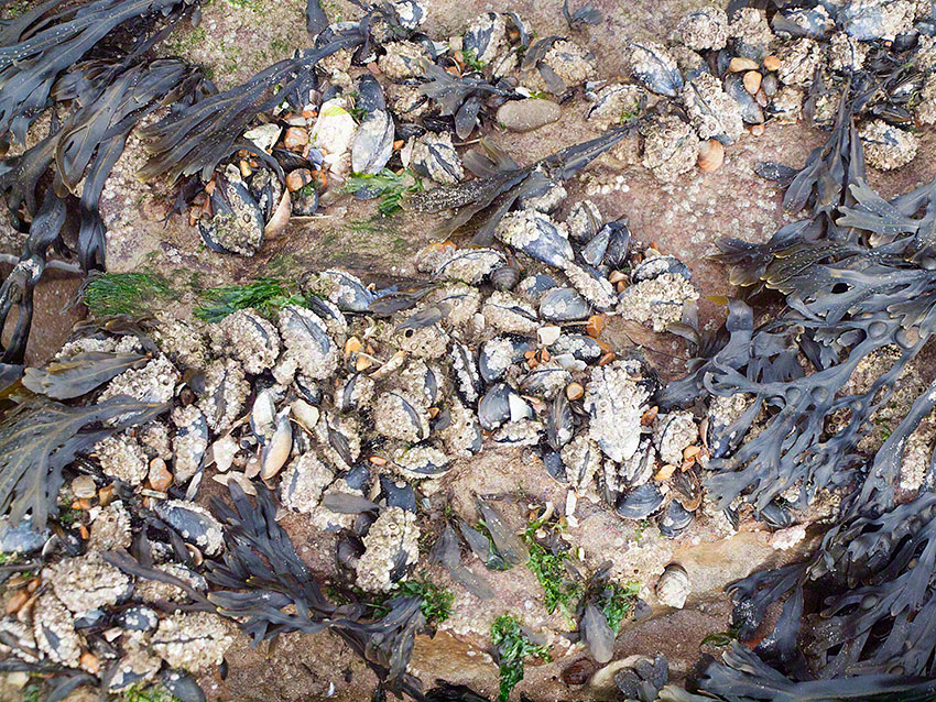 Blue/edible mussels: Mytilus edulis on platform