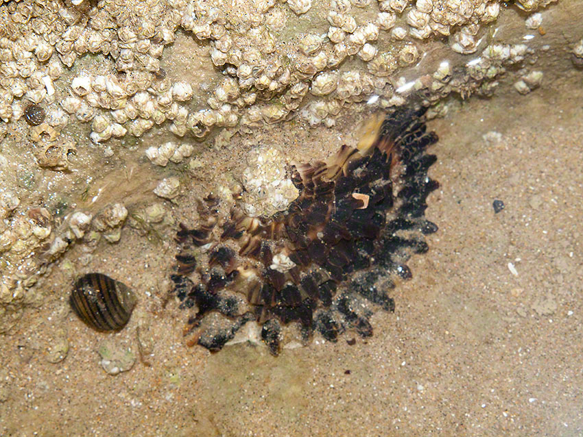 Blue/edible mussels: Mytilus edulis at base of sand filled gully