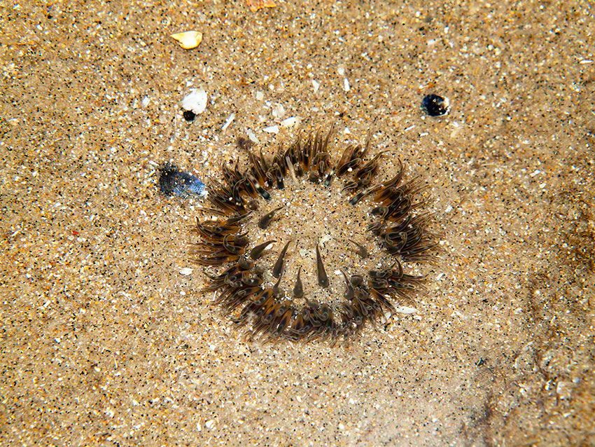Sagartia elegans in sand in gully