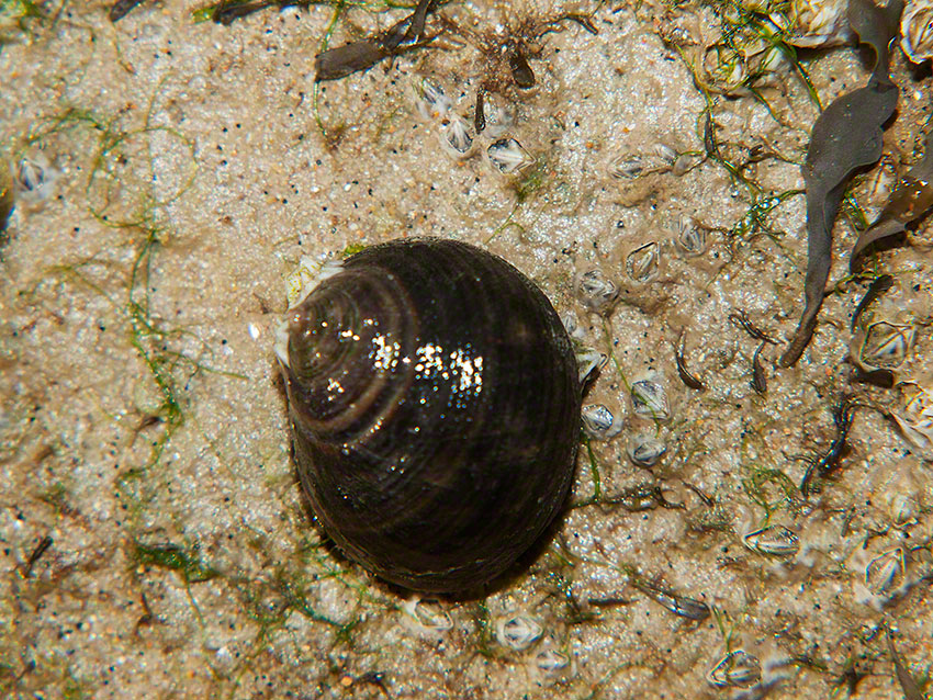 Littorina littorea, common/edible periwinkle