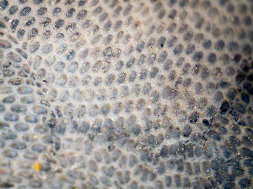 Seamat Conopeum reticulum on a cobble