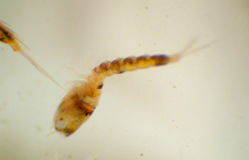 Cumacean, hooded shrimp