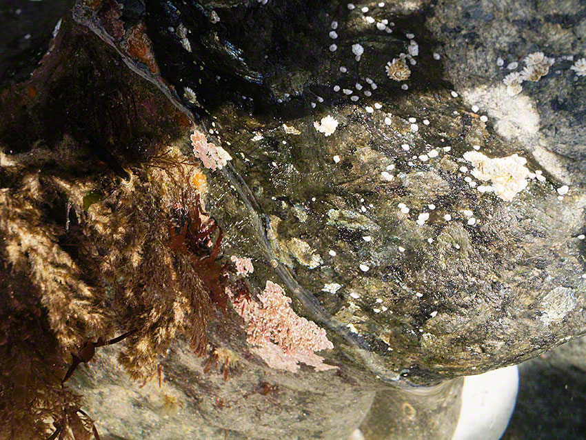 Exposed rock and pool with encrusting pink algae, barnacles etc