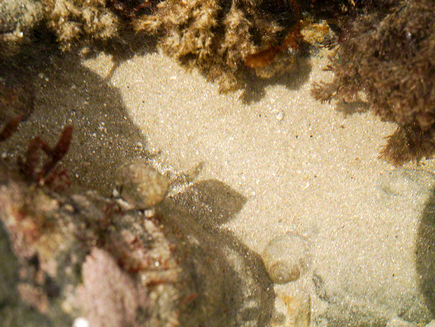 Sandy pool with edible winkle etc.