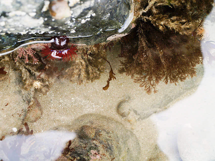 Sandy pool with edible winkle, beadlet anemone, Ceramium etc.