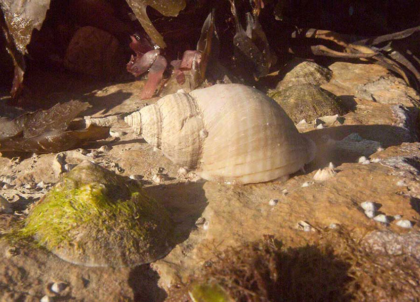 Dog whelk Nucella lapillus