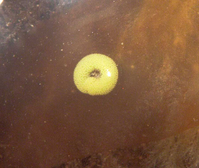 Egg mass of Flat periwinkle, Littorina obtusata