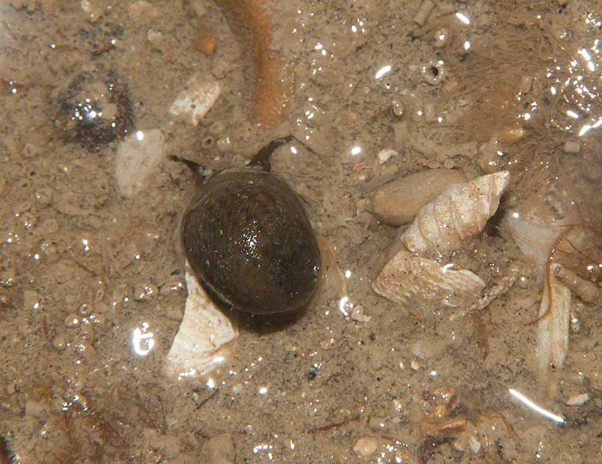 Flat periwinkle Littorina obtusata and mystery shell