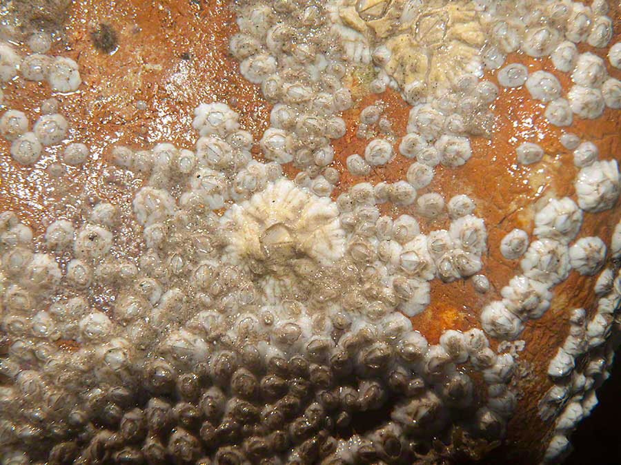 Barnacles including the Australian barnacle Austrominius modestus on a cobble.