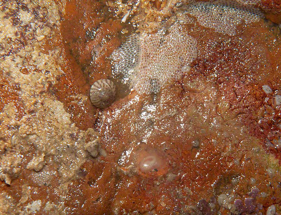Seamat, bryozoan, Escharoides coccinea, flat topshell Gibbula umbilicalis