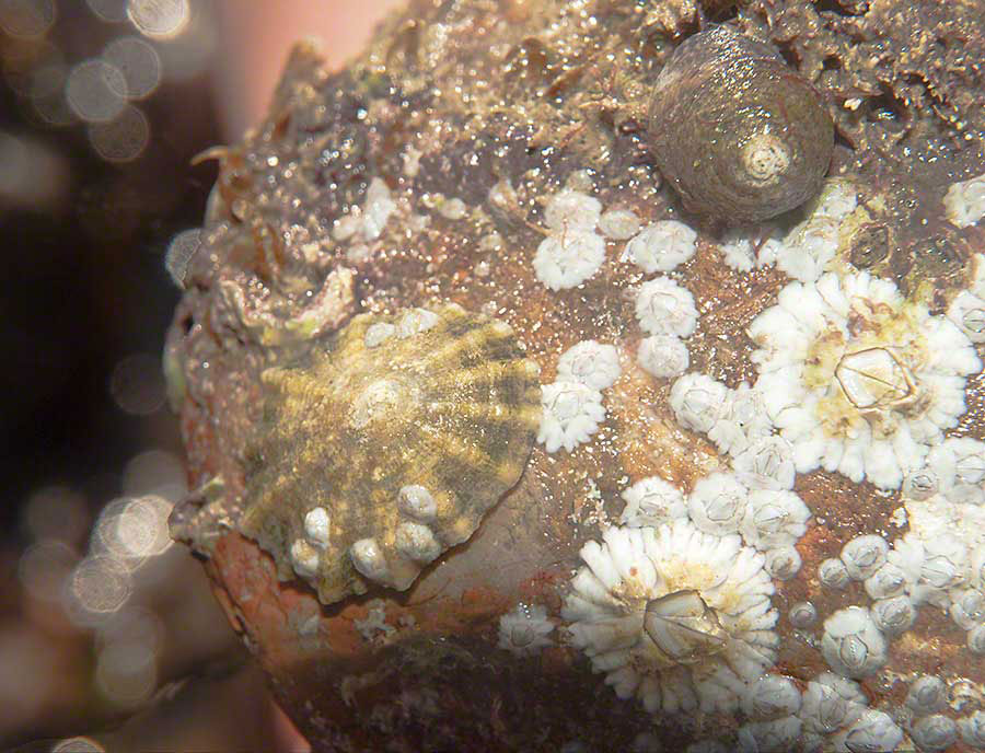 Barnacles and limpet