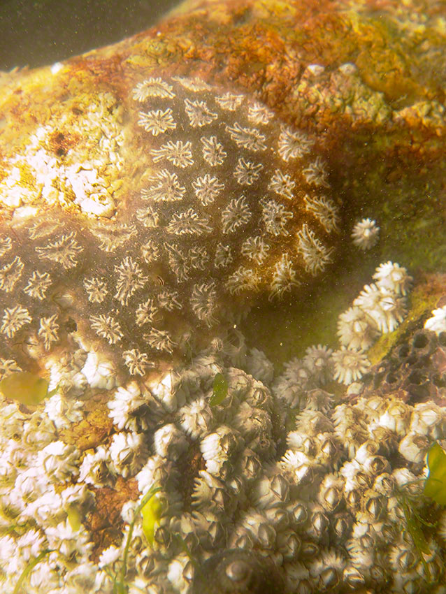 Tunicate Botryllus schlosseri