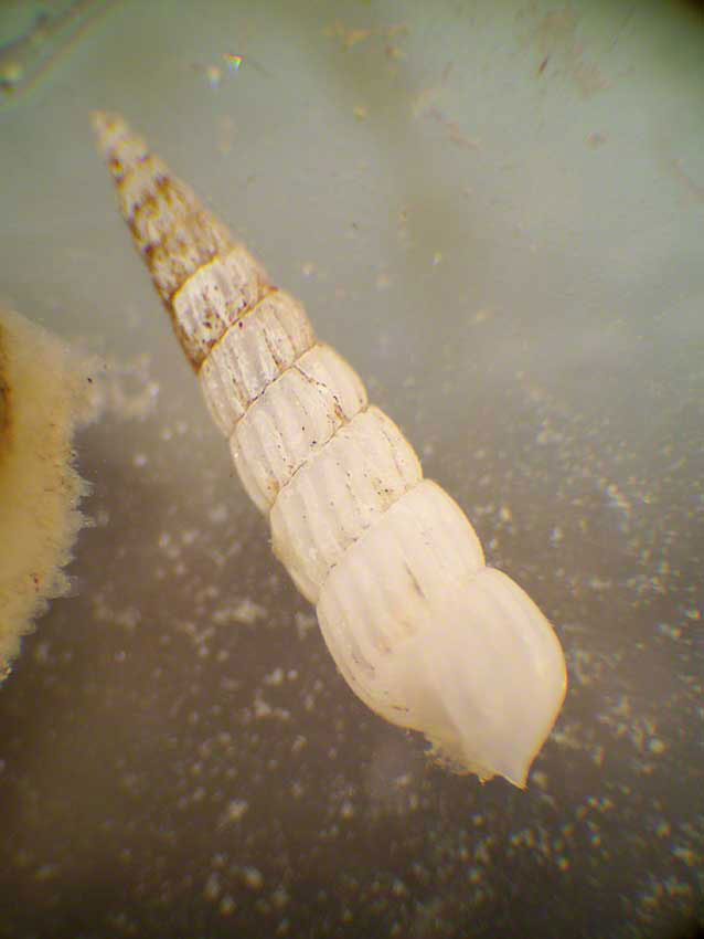 Needle Whelk, Bittium reticulatum