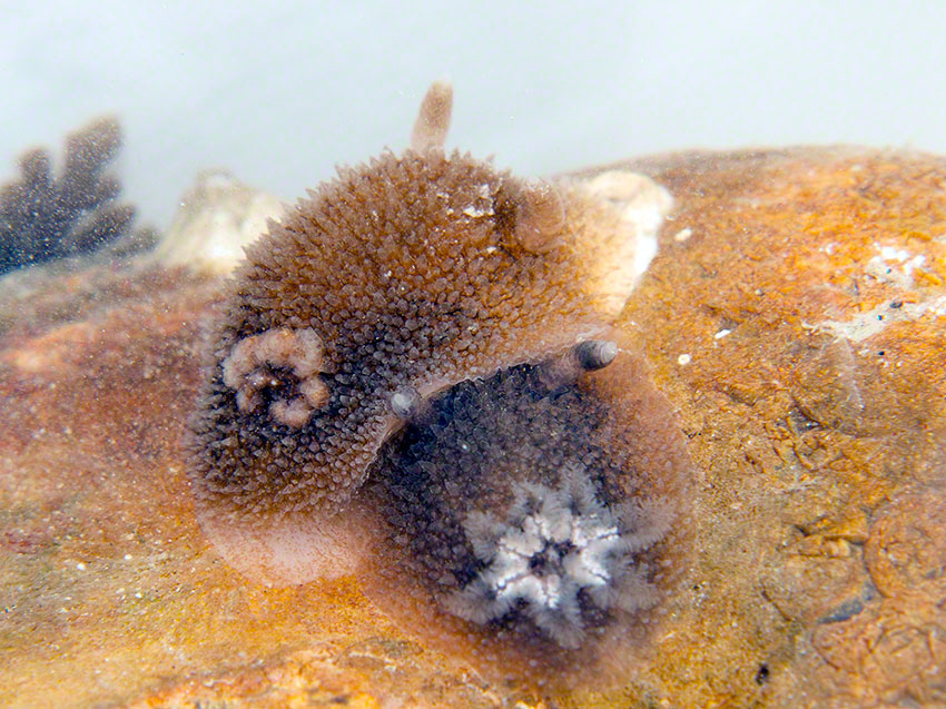 Sea Slug, nudibranch, Acanthodoris pilosa