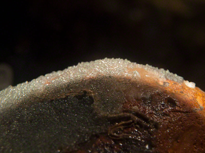 Eggs of shanny Lipophrys pholis on the side of a flint cobble.