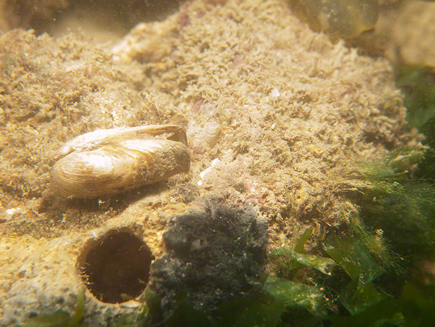 Wrinkled rock-borer Hiatela arctica