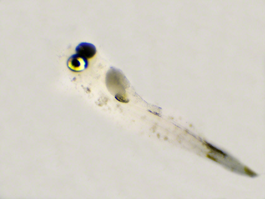 Just hatched shanny, Lipophrys pholis