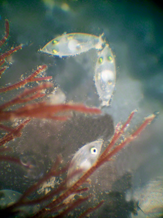 Just hatched shanny, Lipophrys pholis