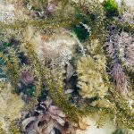 Rock pool with shingle and red seaweeds