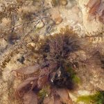 Rock pool with shingle and red seaweeds