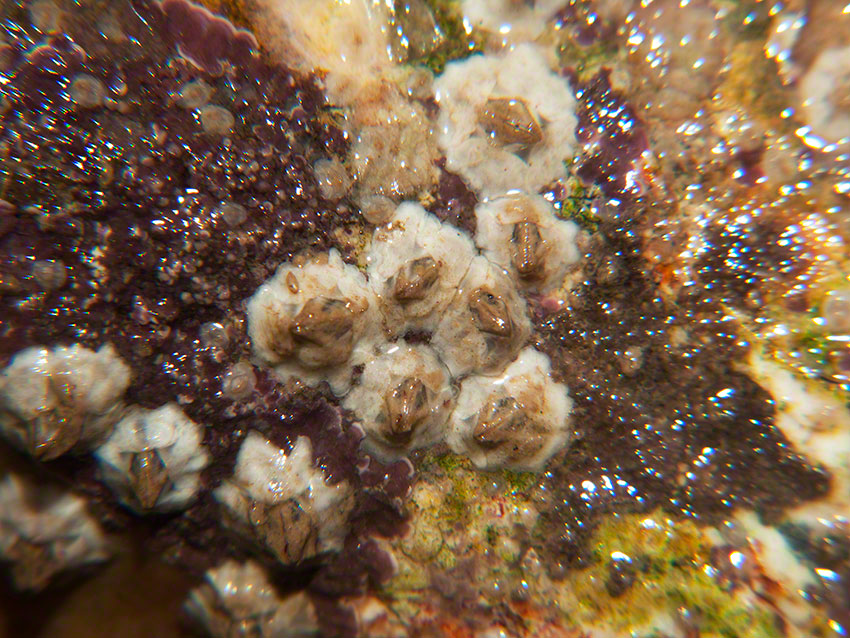 Australian barnacle Austrominius modestus