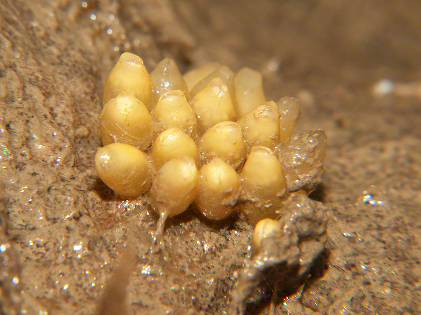 Eggs of dogwhelk Nucella lapillus