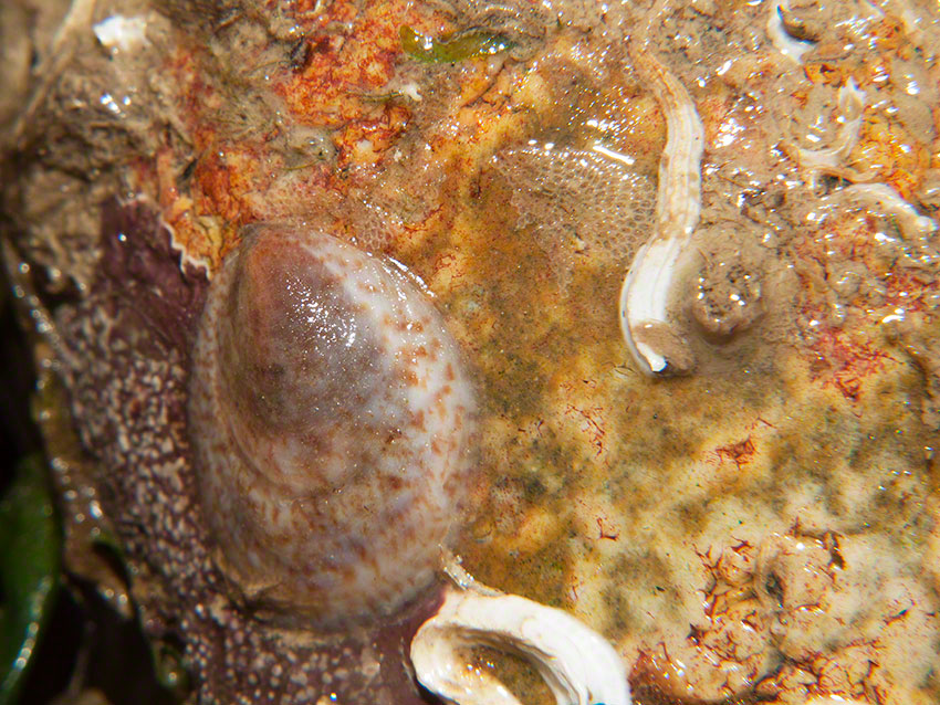 Cobble with keel w,rm Pomatoceros lamarcki, slipper limpet Crepidula fornicata, sea mat Conopeum reticulum and encrusting red algae