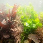 Rock pool with various sea weeds, sea lettuce Ulva lactuca, Dulse Palmeria palmata, slender coral weed Jania rubens, coral weed Corallina officinalis