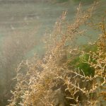 Wire weed Sargassum muticum in main lagoon.