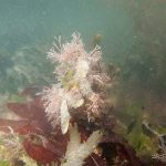 Slender-beaded coral weed Jania rubens growing on Dulse Palmeria palmata