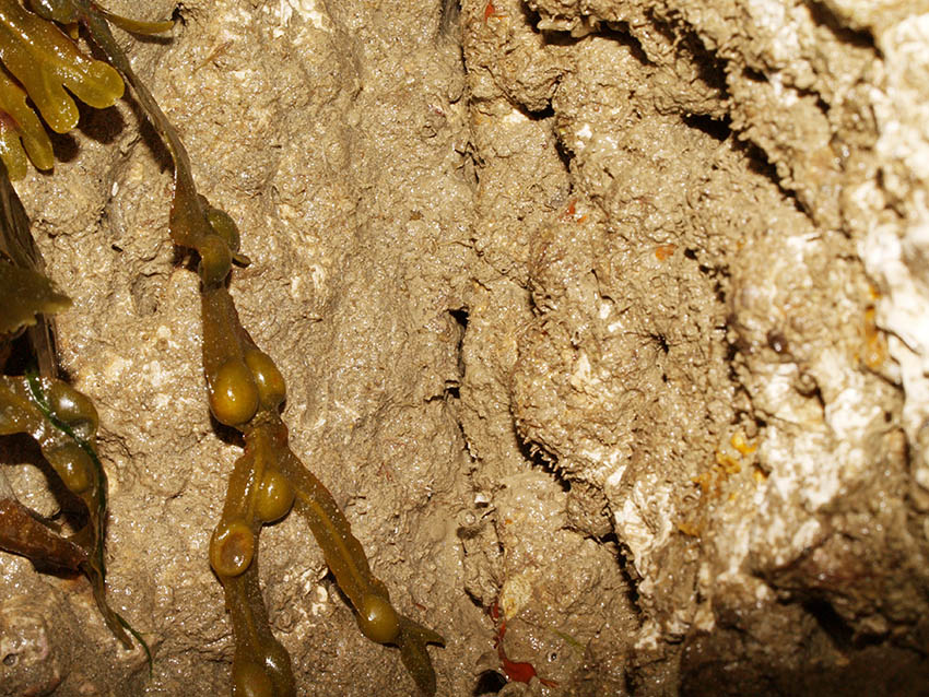 Gully side with algae and amphipod tubes