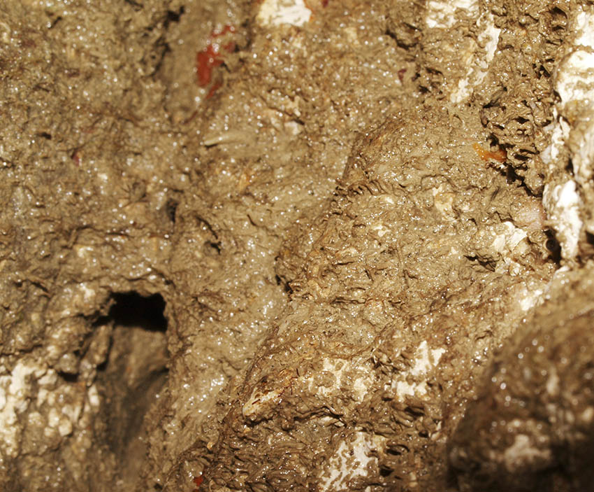 Tubes of the amphipod Jassa falcata among sand-binder, Rhodothamniella floridula