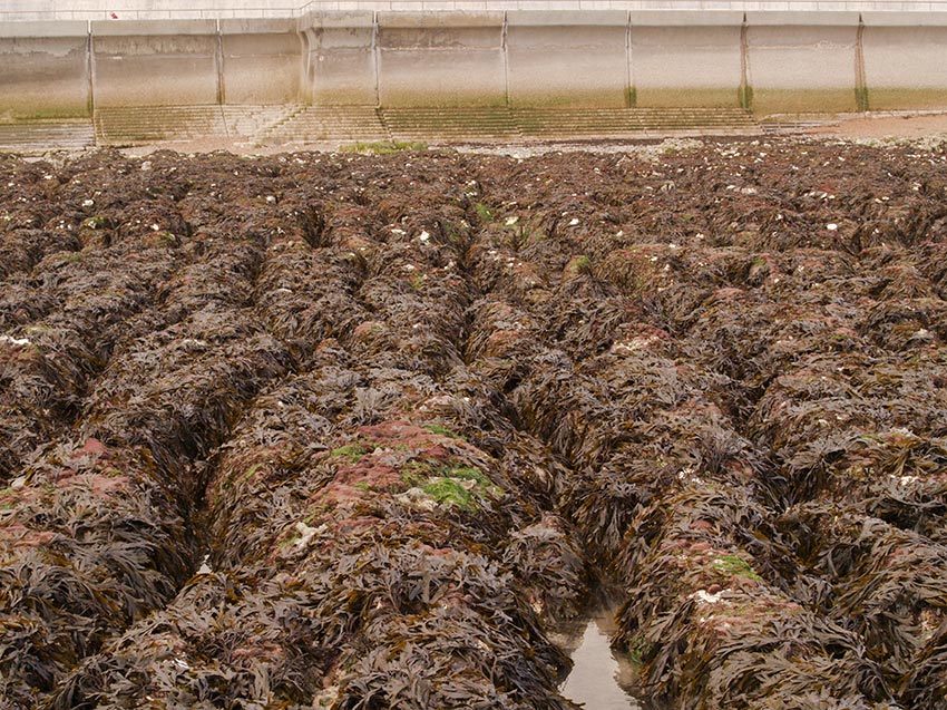 Looking up the shore with the wave-cut platform and chalk gullies covered in algae