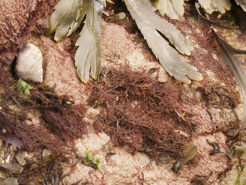 Sand-binder, Rhodothamniella floridula on gully ridge.