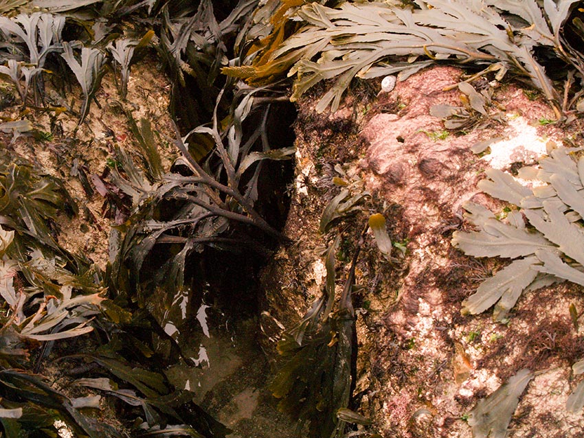 Side and top of gully with sand-binder, Rhodothamniella floridula, serrated wrack, Fucus serratus.