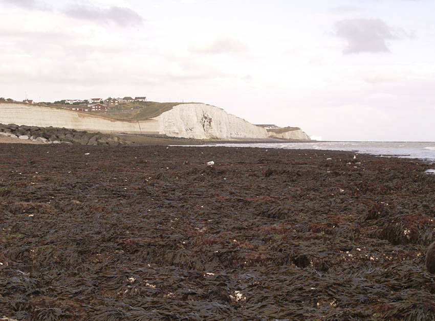 Saltdean wave-cut platform