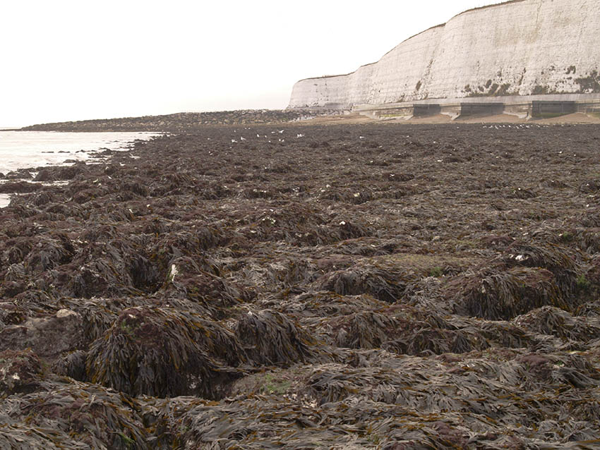 Saltdean beach west