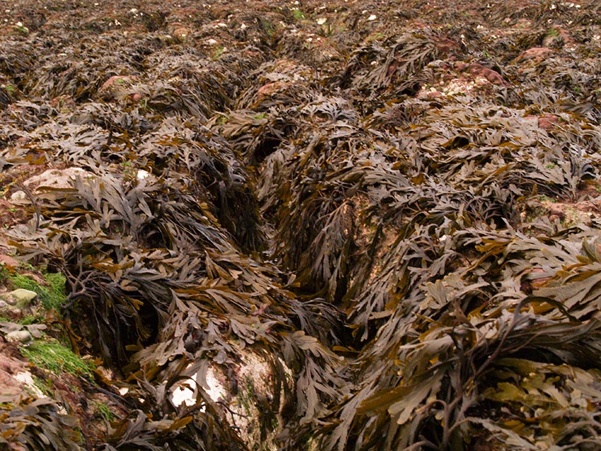 Weed covered gullies and ridges; potentially dangerous to walk on.