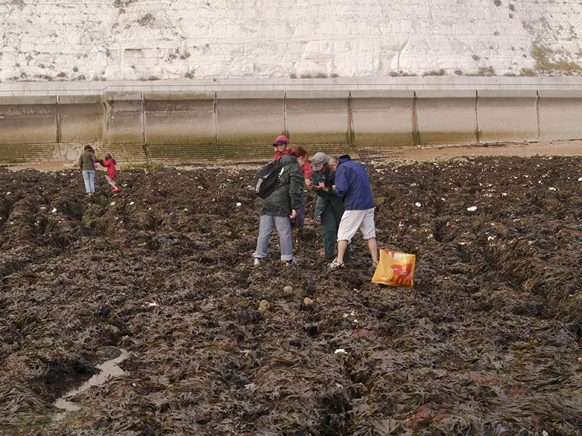 Volunteers surveying.