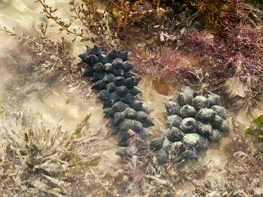 Cuttlefish Sepia officinalis egg-mass on wire weed Sargassum muticum in the main lagoon