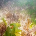 Shallow rock pool with mixed seaweeds