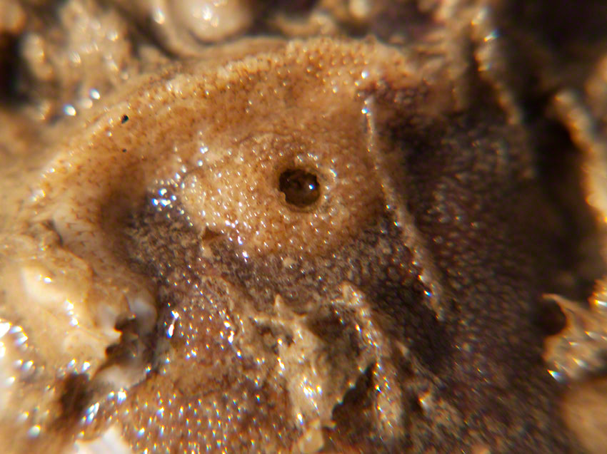 Seamat, bryozoan, Escharoides coccinea